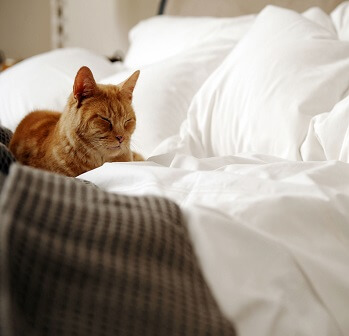 Какое постельное белье лучше