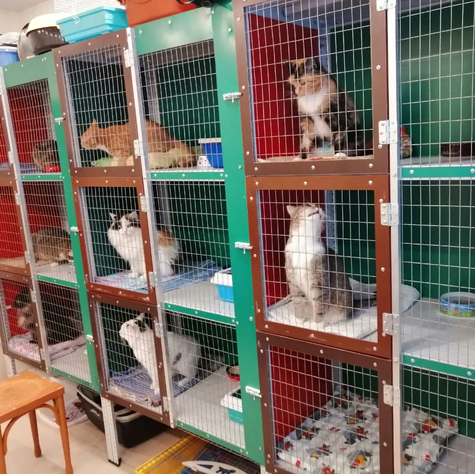 Помощь приютам для бездомных животных