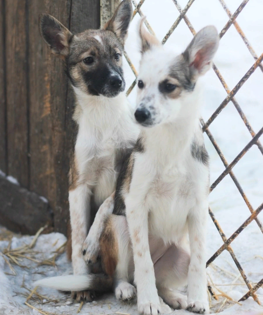 Помощь приютам для бездомных животных