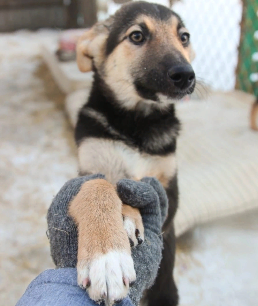 Помощь приютам для бездомных животных