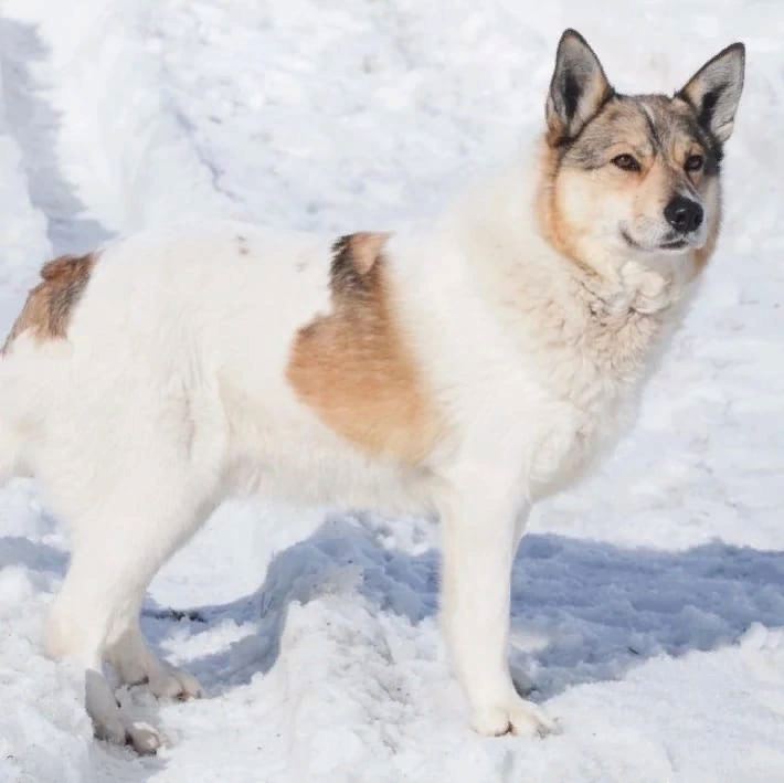 Помощь приютам для бездомных животных