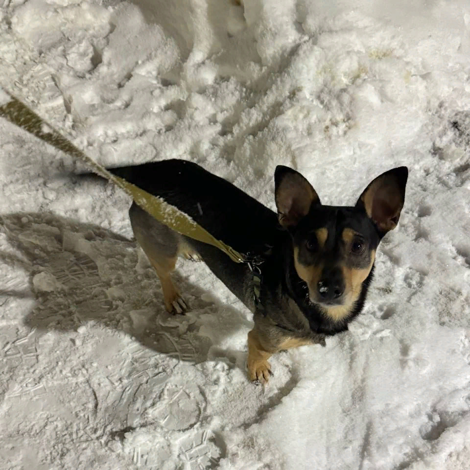 Помощь приютам для бездомных животных