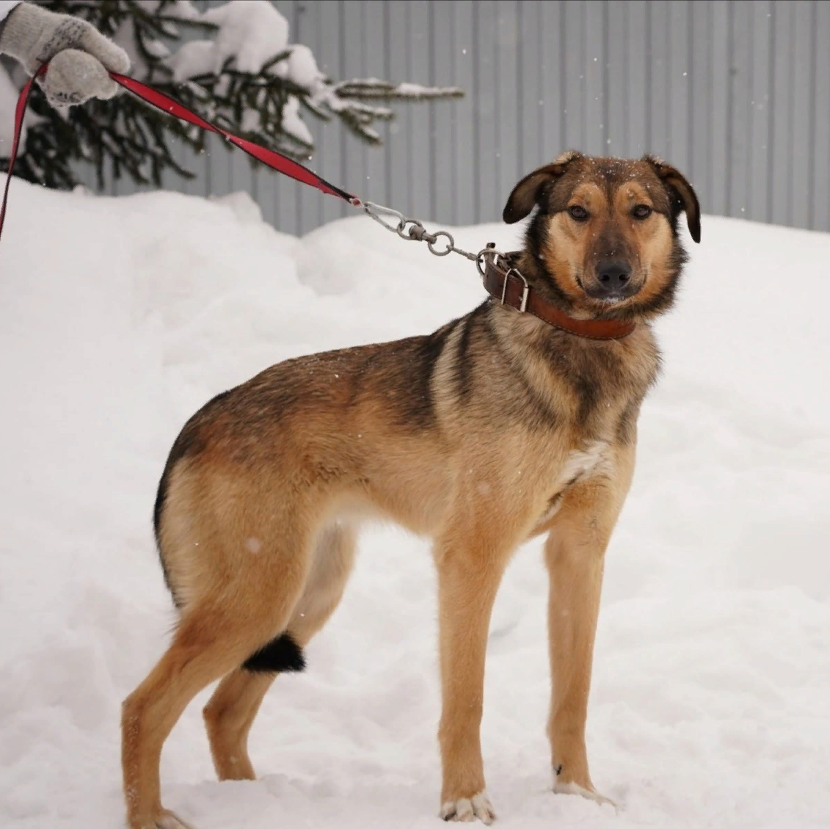 Помощь приютам для бездомных животных