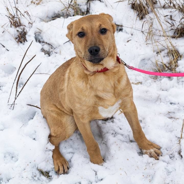 Помощь приютам для бездомных животных