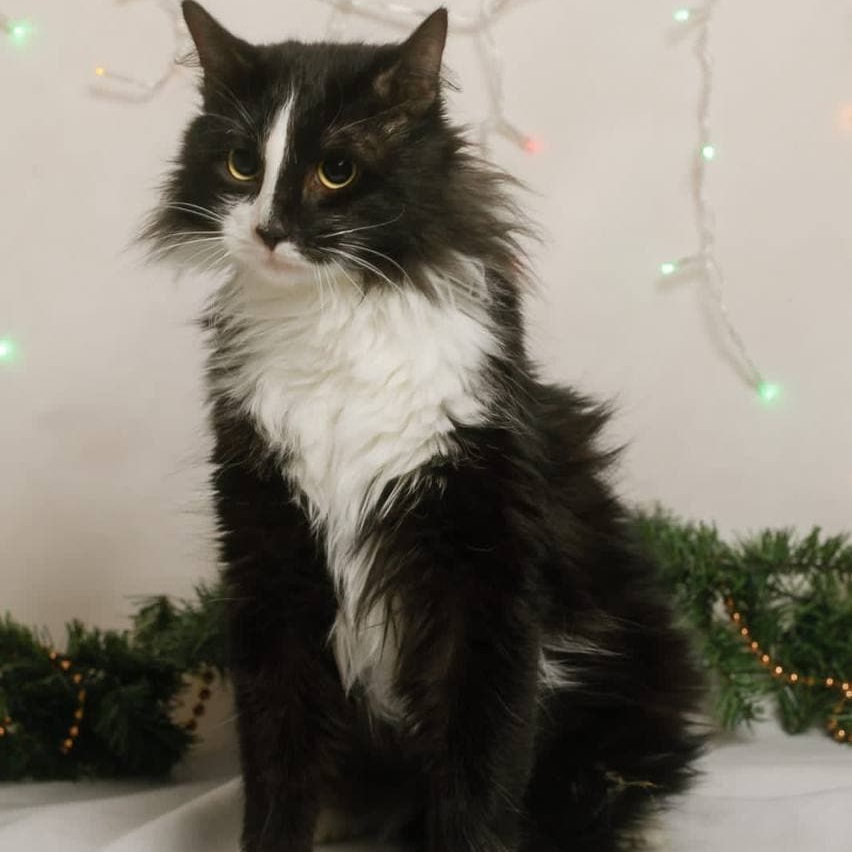 Помощь приютам для бездомных животных