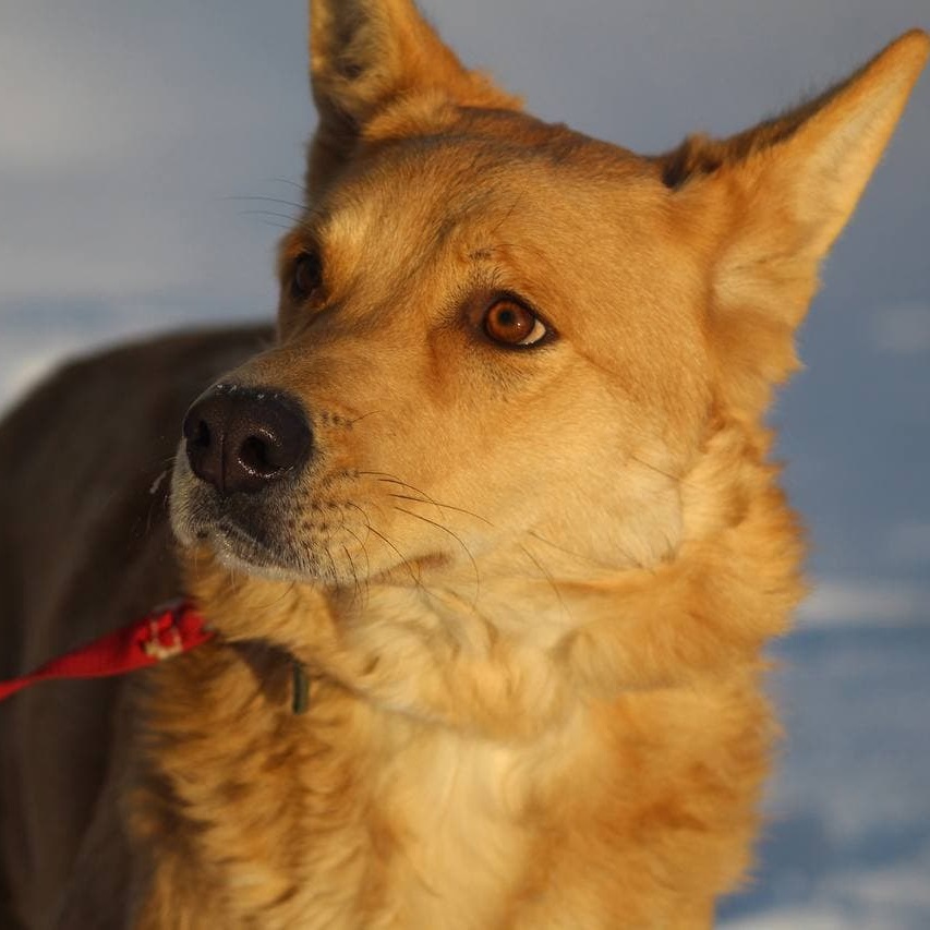 Помощь приютам для бездомных животных