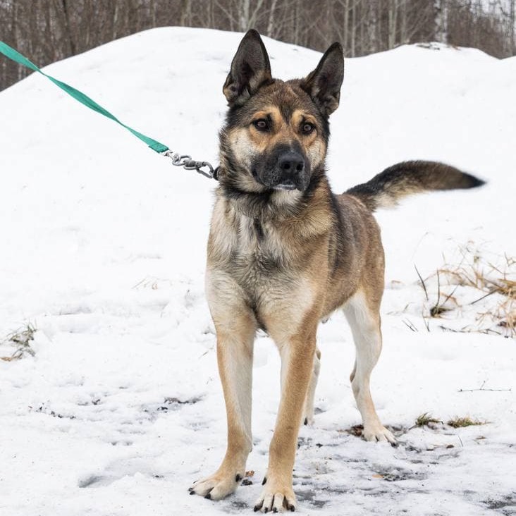 Помощь приютам для бездомных животных
