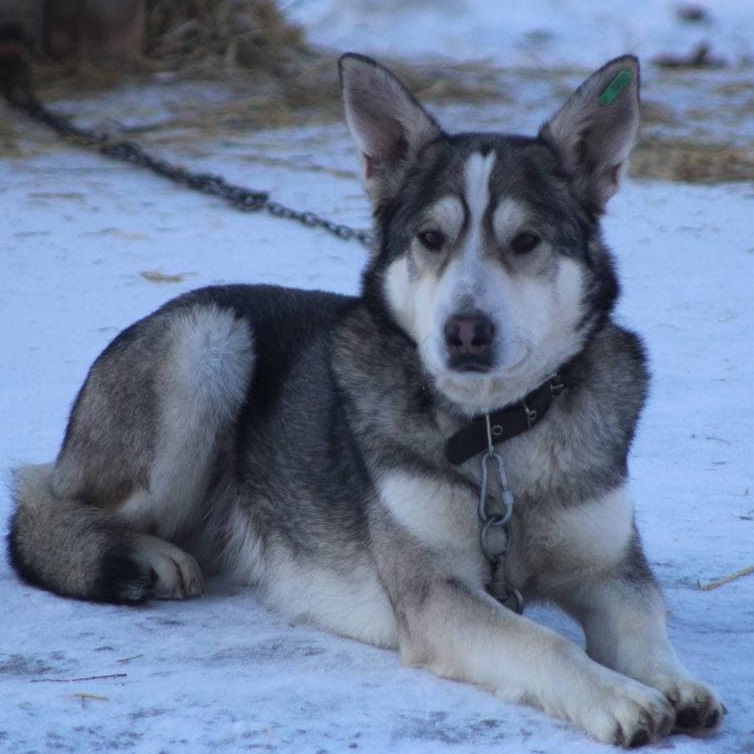 Помощь приютам для бездомных животных